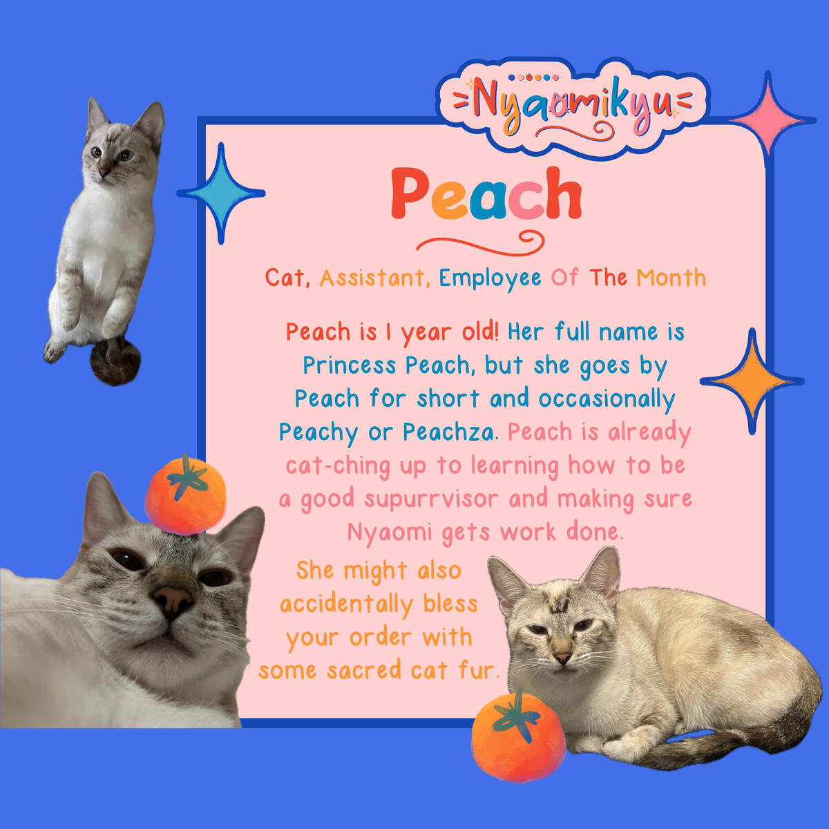 cat cat