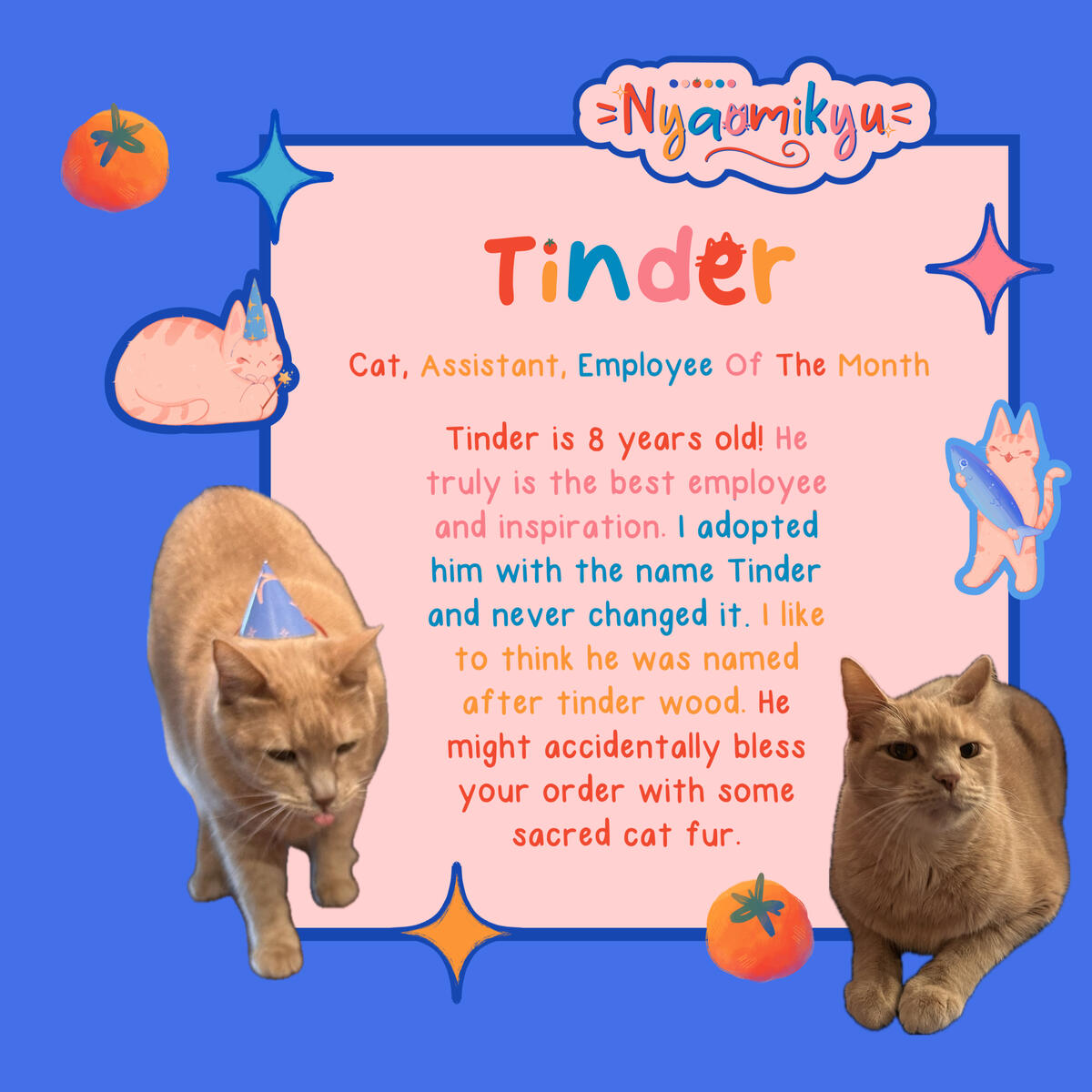 Tinder the Cat