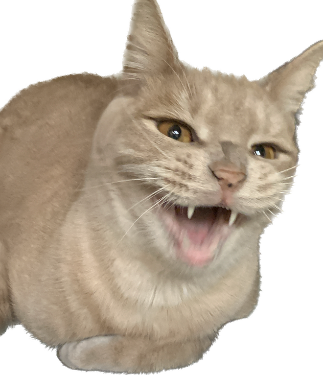 meow, see you there